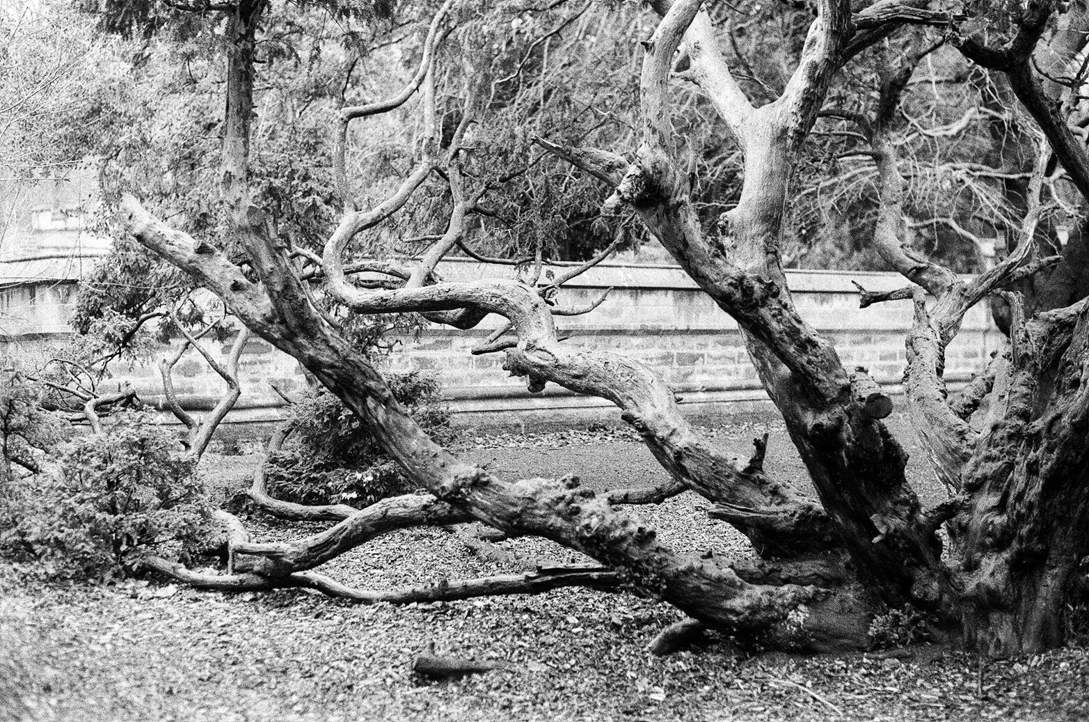 Saltwell Park - Kentmere 400, f2.0 1/60